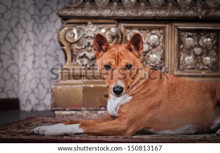 basenji dog, red dog in the interior