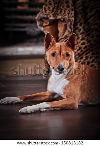 basenji dog, red dog in the interior