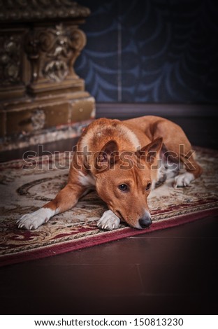 basenji dog, red dog in the interior by fireplace