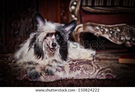 The Chinese Crested dog, chinese feather.