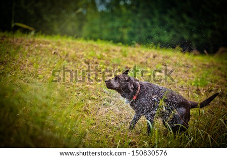 Labrador Retriever in nature. Chocolate labrador, krespost, the wall, the view