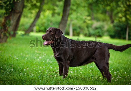 Labrador Retriever in nature. Chocolate labrador, krespost, the wall, the view