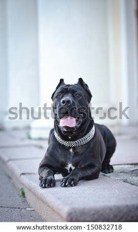 dog portraits outdoors in the park, dogs on grass, dogs playing in nature, york, Pekingese, Cane Corso