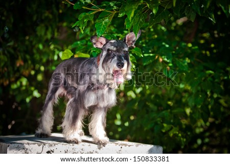 dog portraits outdoors in the park, dogs on grass, dogs playing in nature, york, miniature schnauzer