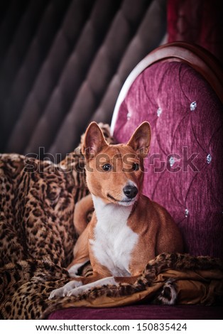 Basenji, an African dog in the interior, on the couch,