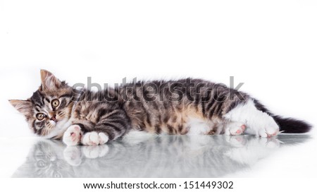 striped cat on a white background, black color marble, cute cat
