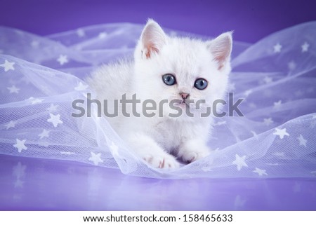 British kittens, cute, cat, white on a colored background
