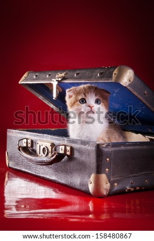 Scottish cat, tabby kitten