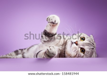 Scottish kitten, pedigreed cat
