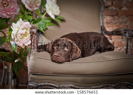 Chocolate Labrador on the couch