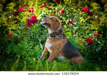 dog on the nature, beagle, funny