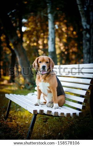 dog on the nature, beagle, funny
