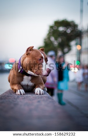 pit bull, dog in town, Petersburg