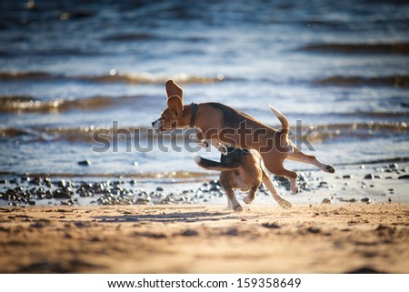 dog on the beach. Beagle. Sand, water