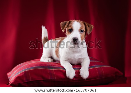 Jack Russell terrier, dog, puppy, playful, cloth, gold, background