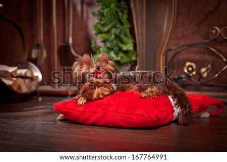 Chocolate Yorkshire Terrier dog, christmas
