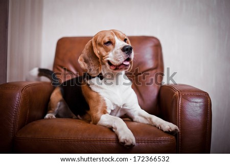 Beagle Dog. Interior, Christmas
