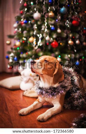 beagle dog. interior,  Christmas