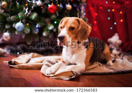 beagle dog. interior, Christmas and New Year