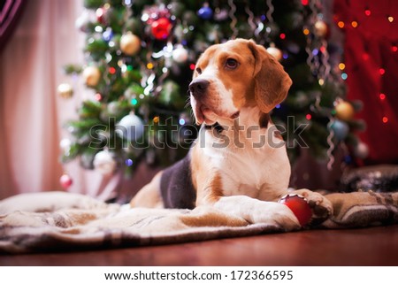 beagle dog. interior,  Christmas and New Year