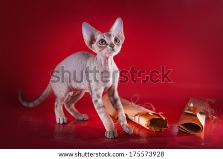 Devon Rex kittens, cute, small, bare