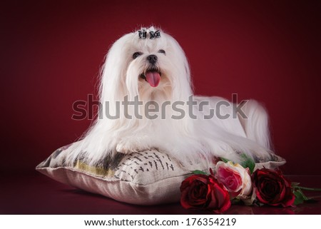 Dog, Maltese, In The Interior