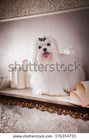 Dog, Maltese, in the interior, vintage, retro