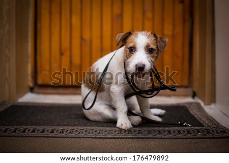 Jack Russell dog at the door