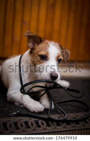 Jack Russell dog at the door