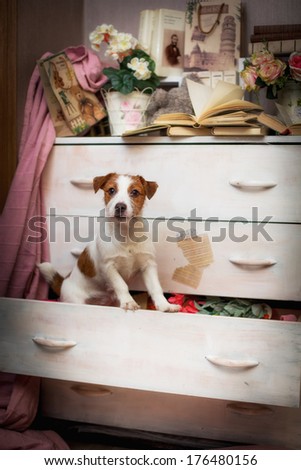 Jack Russell dog, interior, vintage