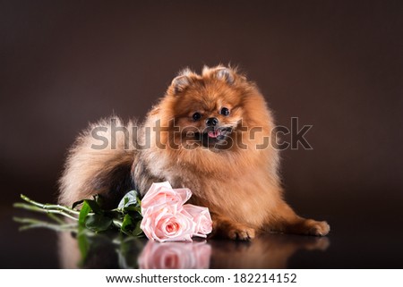 Pomeranian dog fluffy