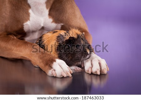 dog and Guinea Pigs, pitbull