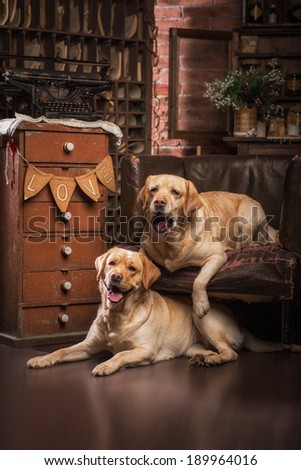 Fawn Labrador. Rustic interior. dog