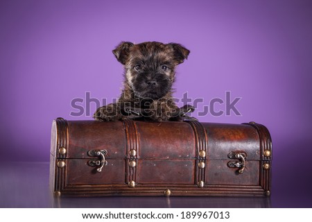 Cairn Terrier puppy on a colored background