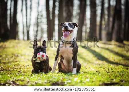 Pit Bull Terrier nature
