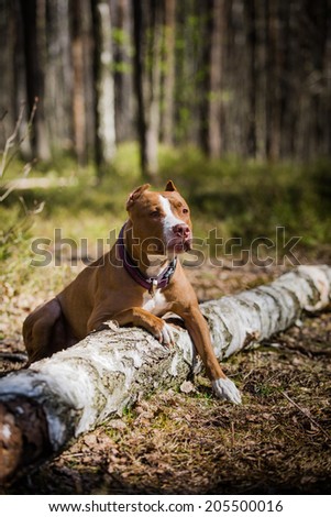 Pit Bull dog  in the forest