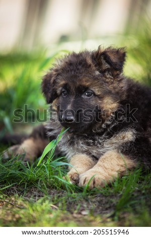 Shepherd puppy playing, cute dog on the grass, wet, German Shepherd