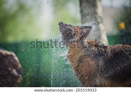 German Shepherd. Dogs playing with water