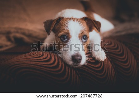 cute muzzle. Dog Jack Russell Terrier