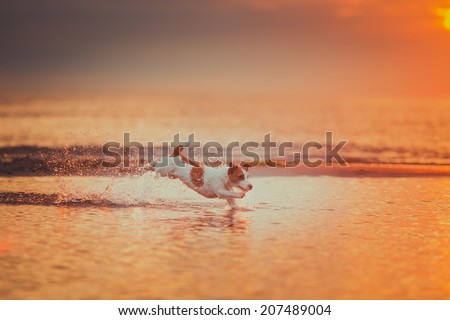 Dog in the water at sunset. Jack rasel terrier breed.  Spray, sunny, jumping dog