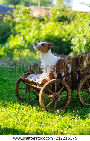 Dog in a cart on the nature, Jack Russell Terrier
