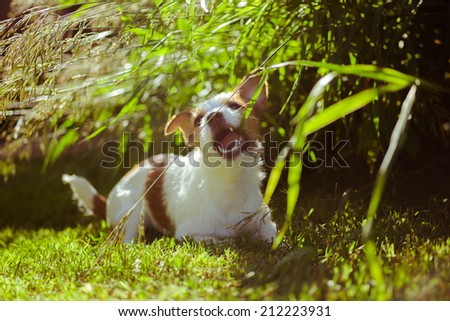 Small dog resting on grass