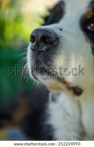 Muzzle dog Bernese mountain dog