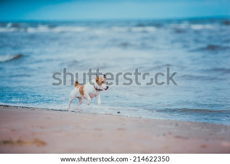 Jack Russell Terrier dog on the sea swims. waves