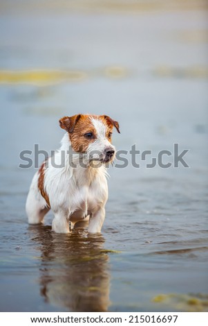 Portrait of a dog at sunset. In the water played