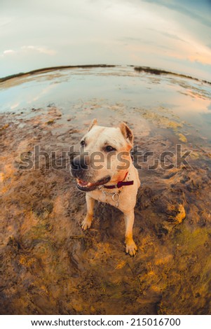 Portrait of a dog at sunset. In the water played