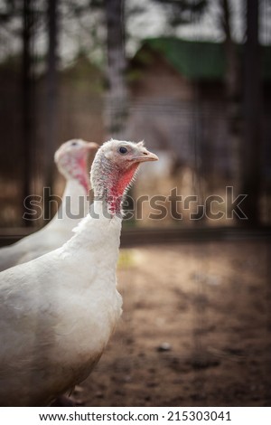 Turkey, portrait, head, bird farm