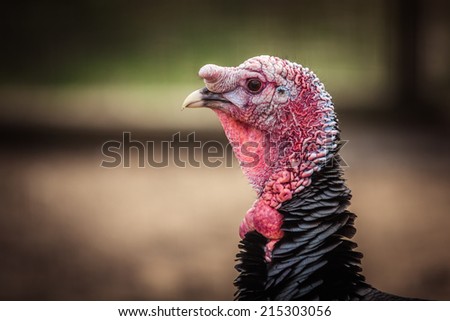 Turkey, portrait, head, bird farm
