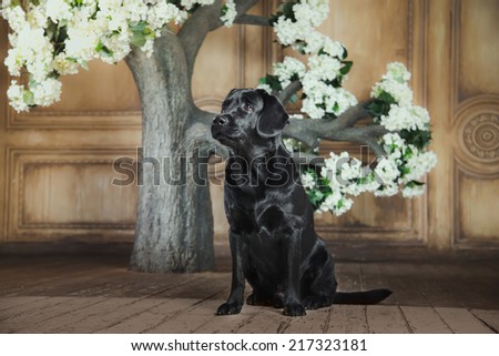 Cute dog with a flower, dog breed labrador retriever black