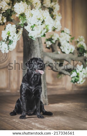 Cute dog with a flower, dog breed labrador retriever black